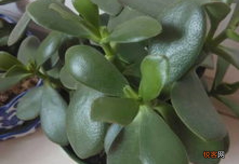 金虎花适合在家养吗?