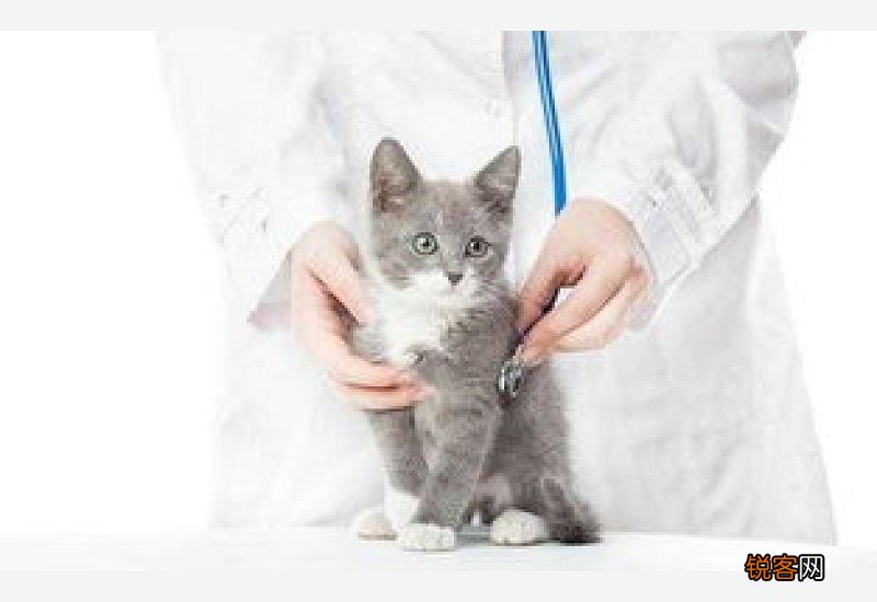 猫咪急性肠胃炎的白细胞下降吗