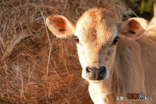为什么说千万别惹老实人,你见过老实人发怒,可怕到什么程度吗？