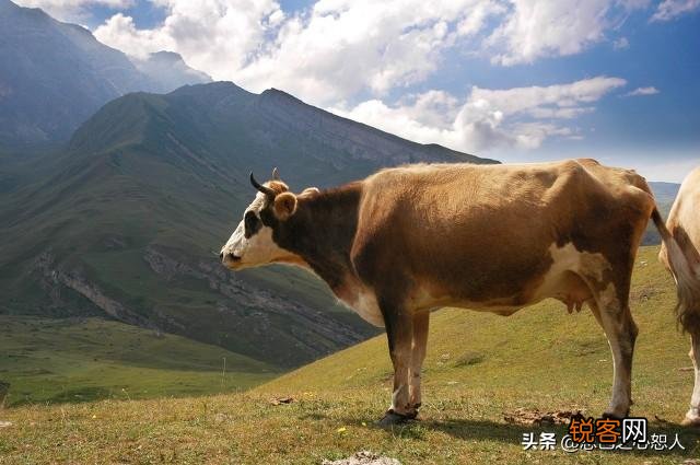 为什么说千万别惹老实人,你见过老实人发怒,可怕到什么程度吗？