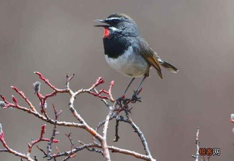 红靛颏扎翅膀多久可以松