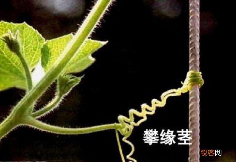 缠绕茎与攀缘茎的区别是什么
