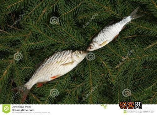 “相濡以沫,不如相忘于江湖”出自庄子-大宗师,到底该怎么解释？