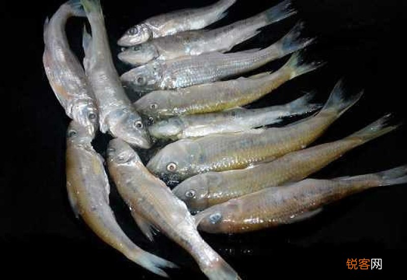 什么鱼没有小刺适合孩子吃