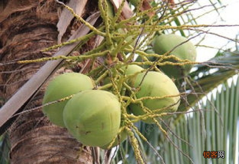 椰子是哪里的特产 椰子是哪个省的特产