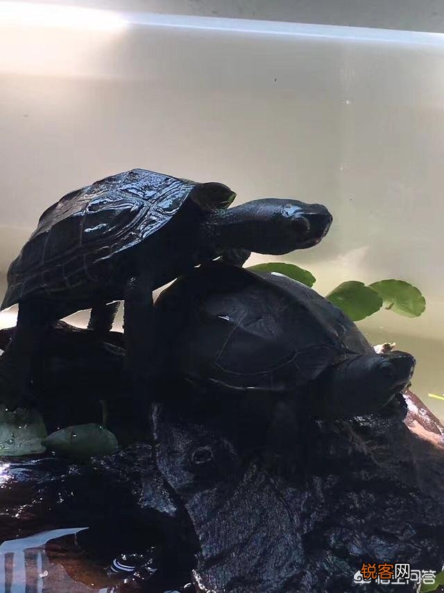 什么龟最好看？