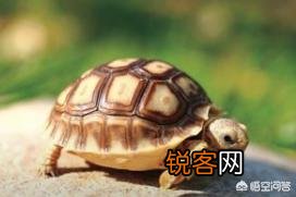 什么龟最好看？