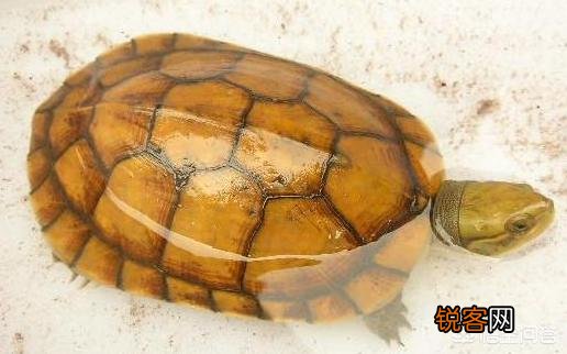 什么龟最好看？