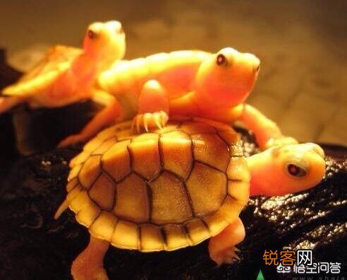 什么龟最好看？