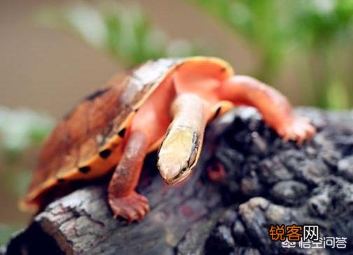什么龟最好看？