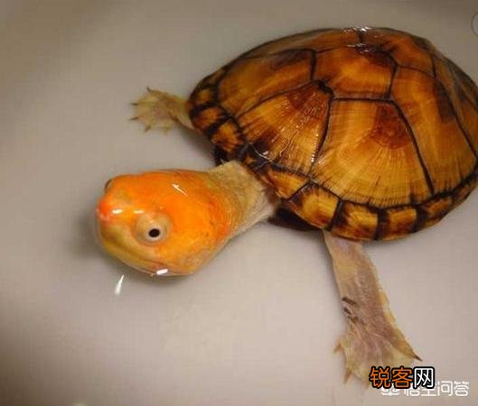 什么龟最好看？