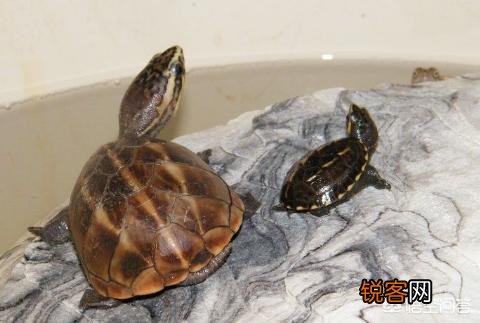什么龟最好看？