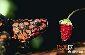 什么龟最好看？