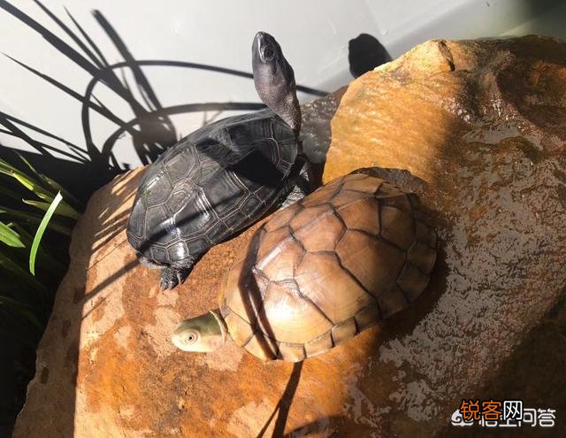 什么龟最好看？