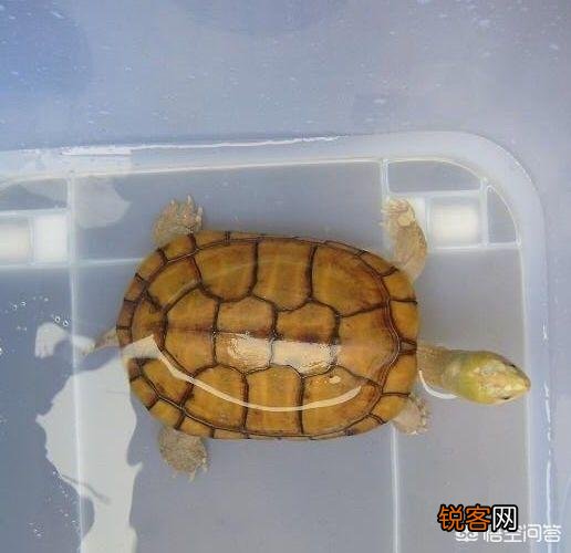 什么龟最好看？