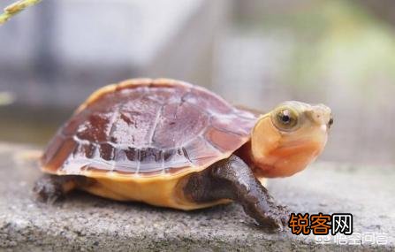 什么龟最好看？