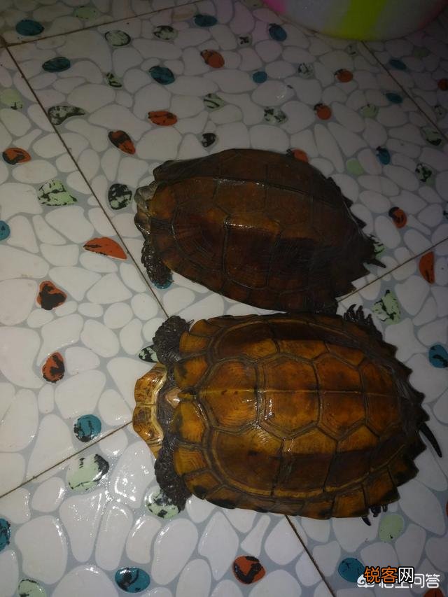 什么龟最好看？