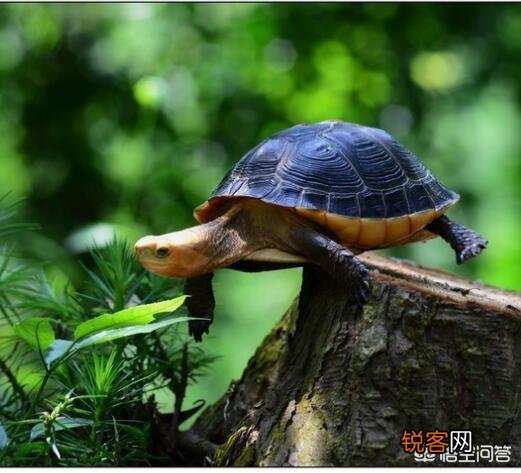 什么龟最好看？
