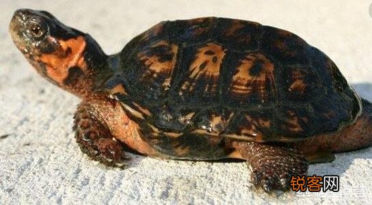 什么乌龟是世界上最好的？