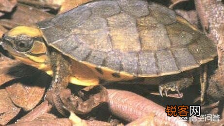 什么乌龟是世界上最好的？