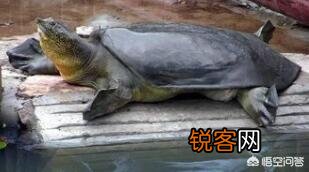 什么乌龟是世界上最好的？