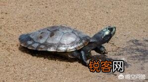 什么乌龟是世界上最好的？