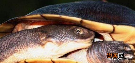 什么乌龟是世界上最好的？