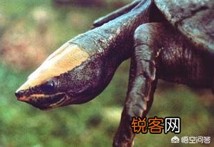 什么乌龟是世界上最好的？