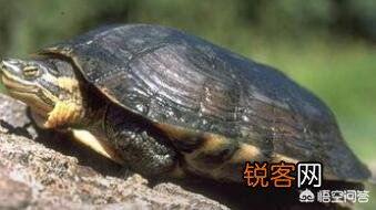 什么乌龟是世界上最好的？