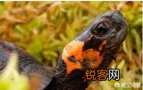 什么乌龟是世界上最好的？