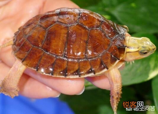 什么乌龟是世界上最好的？