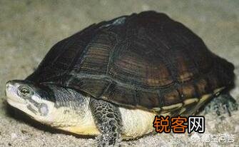 什么乌龟是世界上最好的？