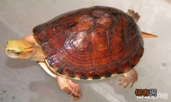 什么乌龟是世界上最好的？