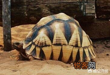 什么乌龟是世界上最好的？
