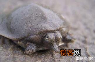 什么乌龟是世界上最好的？