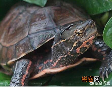 什么乌龟是世界上最好的？