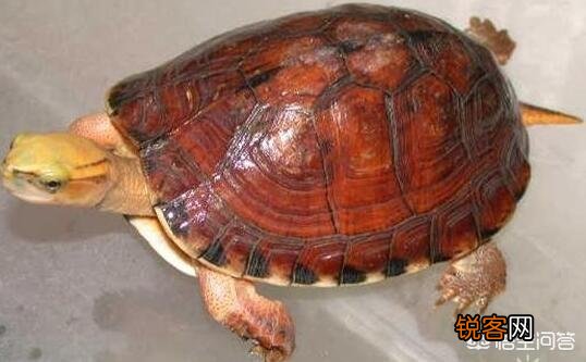什么乌龟是世界上最好的？