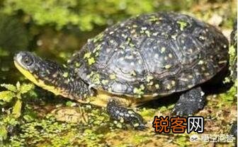 什么乌龟是世界上最好的？