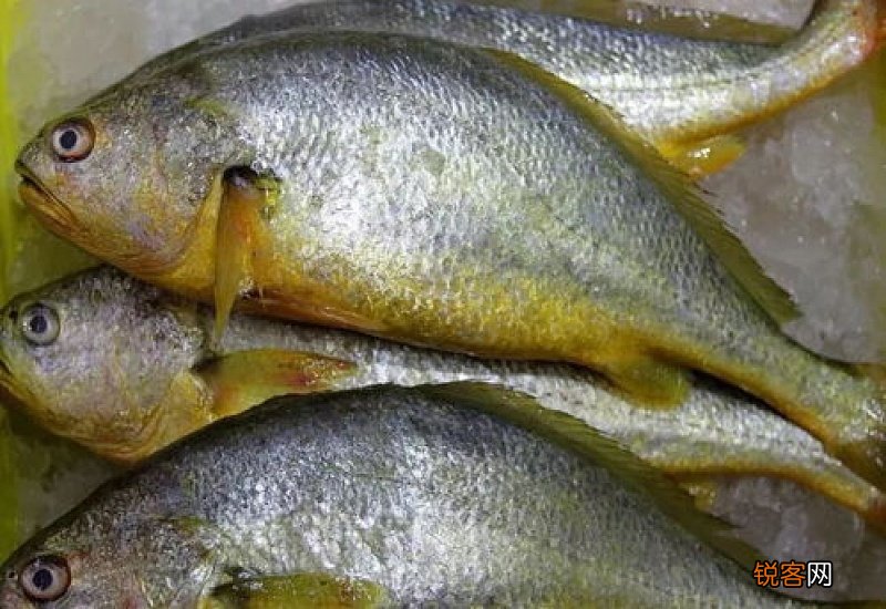 现在吃黄花鱼安全吗