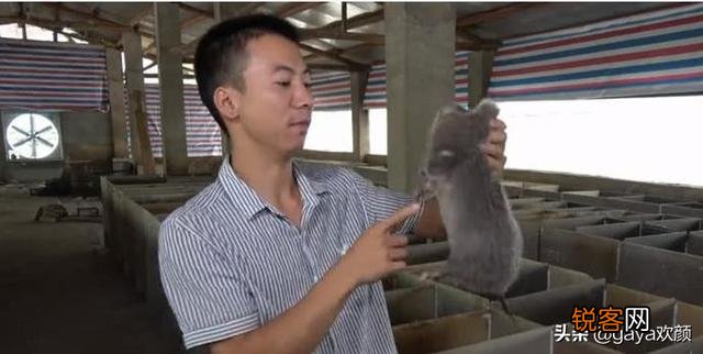 华农兄弟天天吃竹鼠不会腻吗？