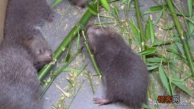 华农兄弟天天吃竹鼠不会腻吗？