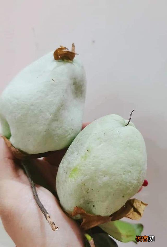 小时候你们吃过么？