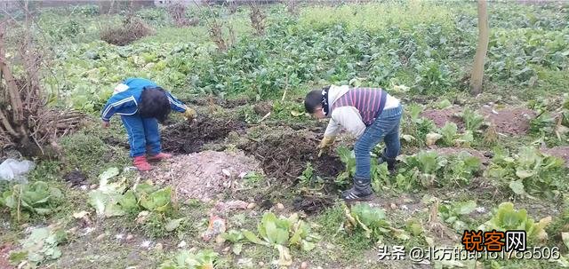 农村的小伙伴来说下,你家有几亩土地？都种了什么？