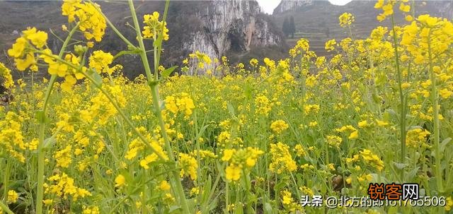 农村的小伙伴来说下,你家有几亩土地？都种了什么？