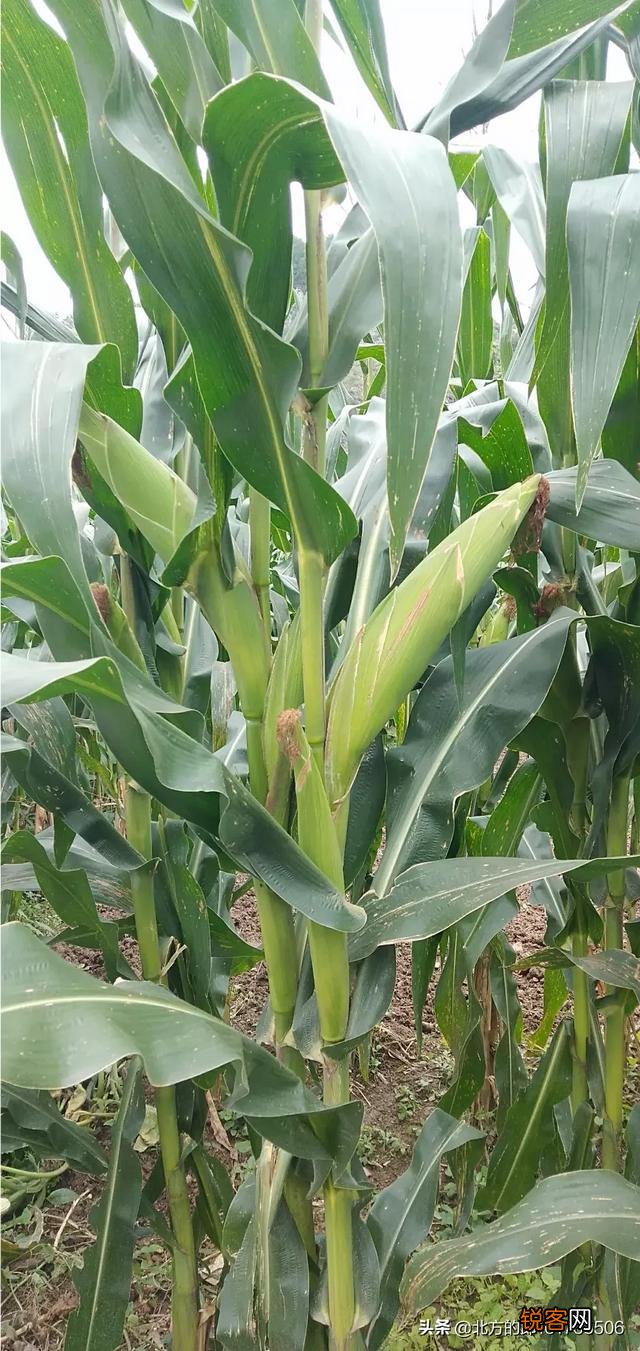 农村的小伙伴来说下,你家有几亩土地？都种了什么？