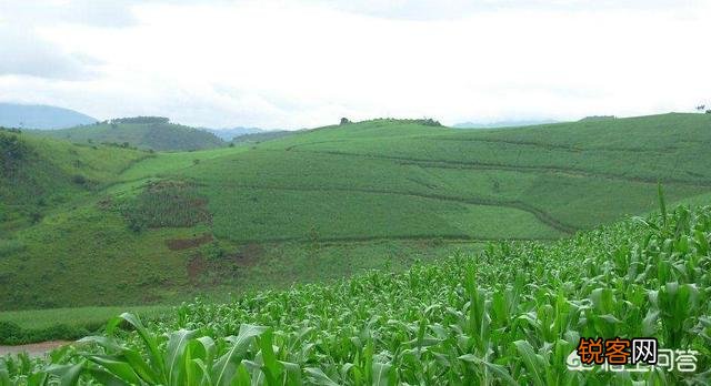 农村的小伙伴来说下,你家有几亩土地？都种了什么？