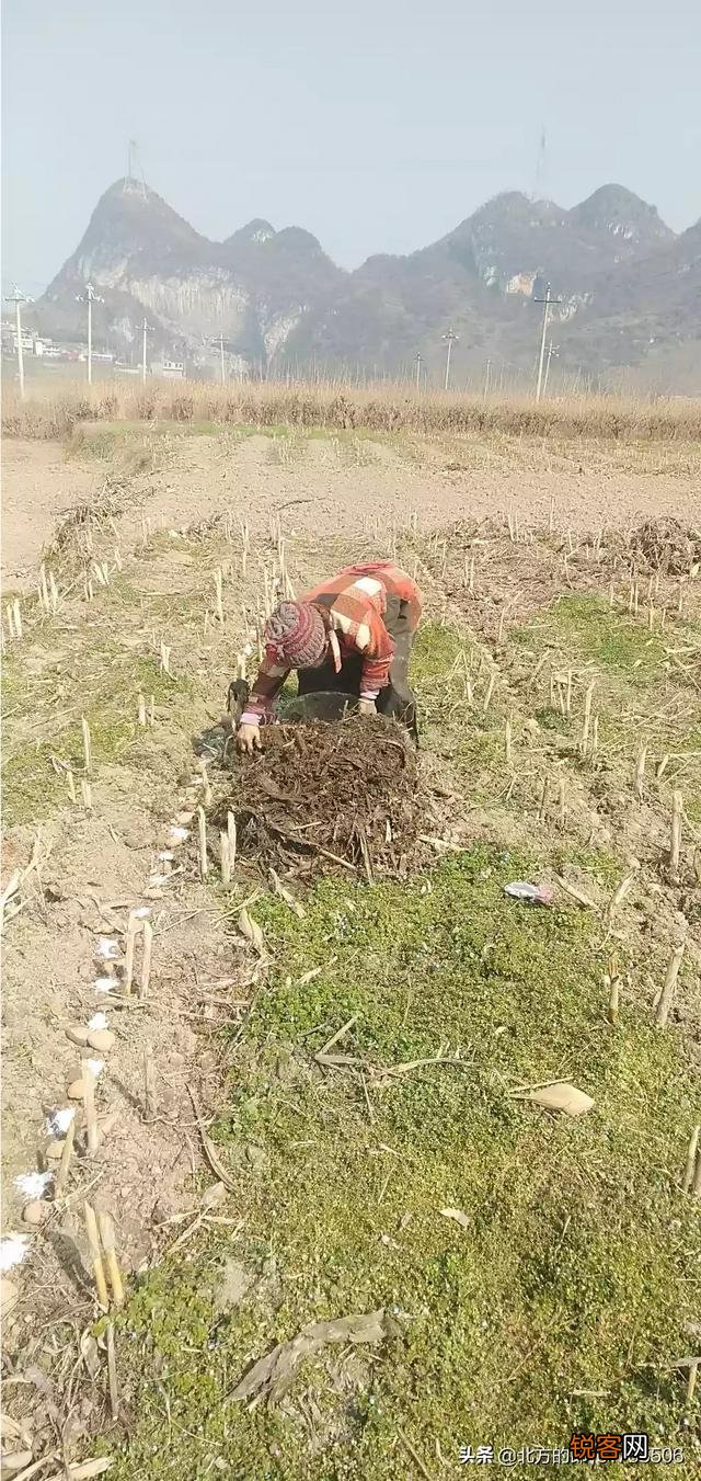 农村的小伙伴来说下,你家有几亩土地？都种了什么？