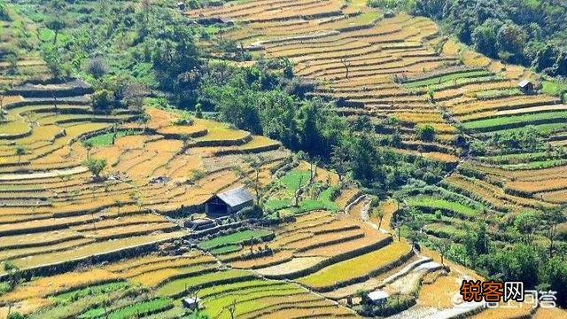 农村的小伙伴来说下,你家有几亩土地？都种了什么？