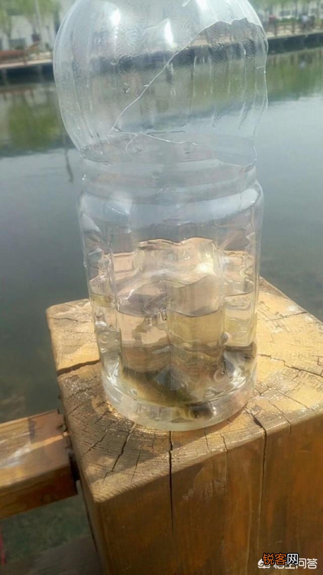 大蒜可以钓鱼吗？