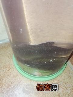 大蒜可以钓鱼吗？